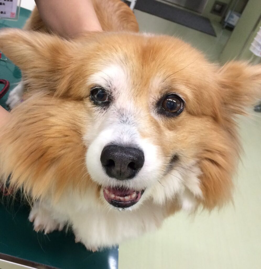 ael1 放射線障害