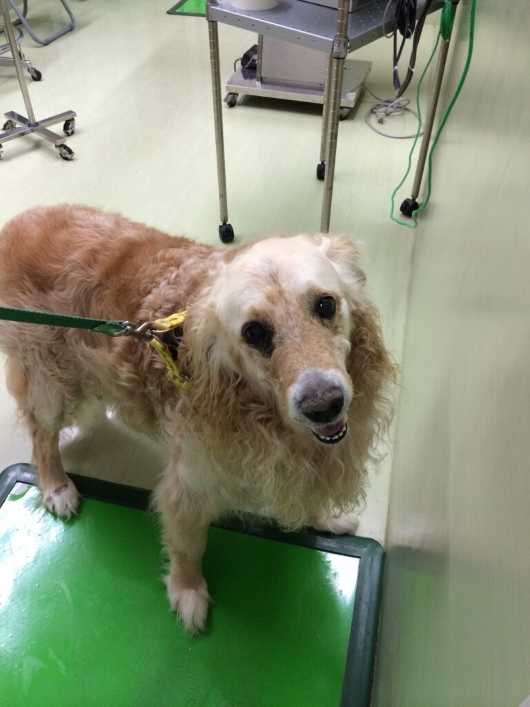 ael2 放射線障害